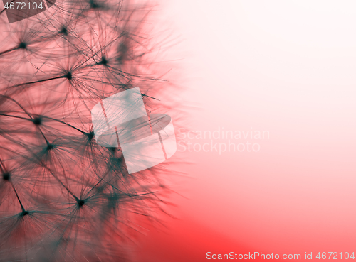 Image of close up of Dandelion abstract color in sunset