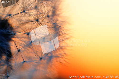 Image of close up of Dandelion abstract color in sunset