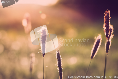 Image of spring background with grass on meadow