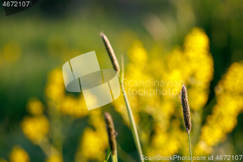 Image of spring background with grass on meadow