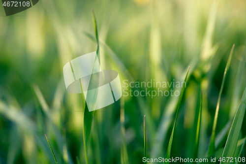 Image of spring background with grass on meadow