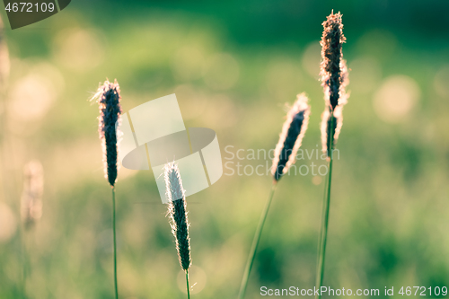 Image of spring background with grass on meadow