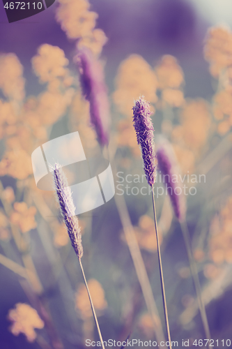 Image of spring background with grass on meadow