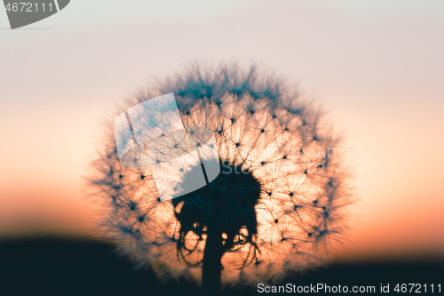 Image of close up of Dandelion abstract color in sunset