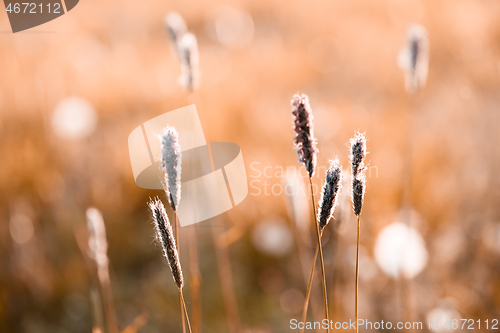 Image of spring background with grass on meadow