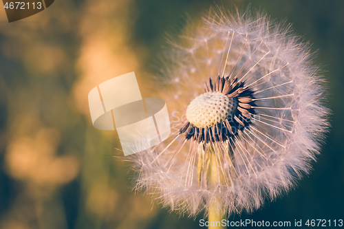 Image of close up of Dandelion, spring abstract color background