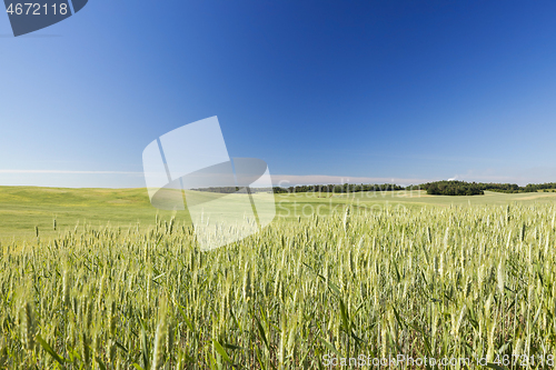 Image of Field with cereal