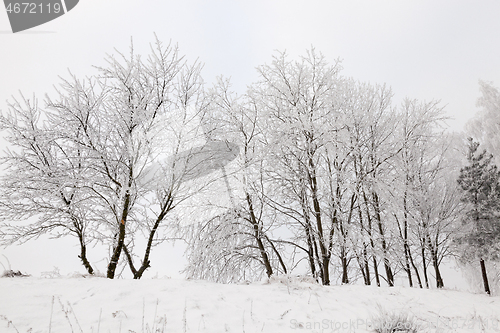 Image of Frost in the trees