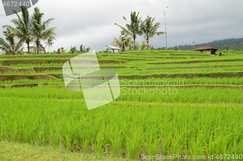 Image of Jatiluwih rice terrace in Ubud, Bali