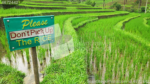 Image of Jatiluwih rice terrace with sunny day in Ubud, Bali