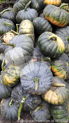 Image of Pumpkins sold on a local market