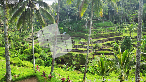 Image of Tegalalang rice terraces in Ubud, Bali