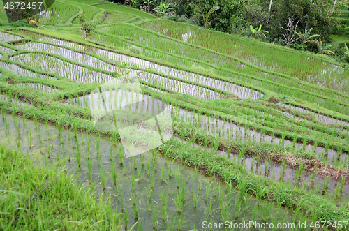 Image of Jatiluwih rice terrace in Ubud, Bali