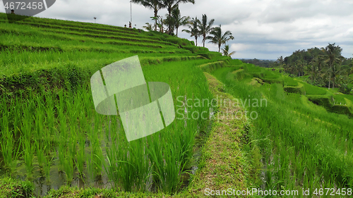 Image of Jatiluwih rice terrace with sunny day in Ubud, Bali