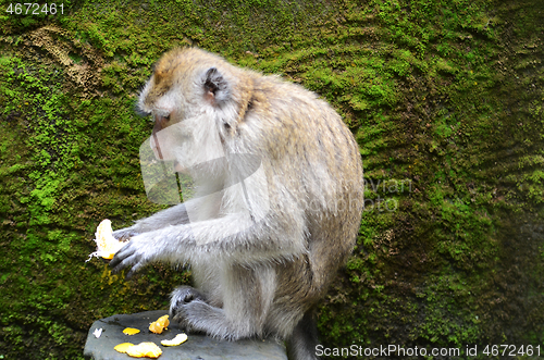 Image of Monkey sitting on a stone