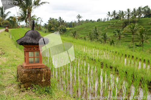 Image of Jatiluwih rice terraces in Bali, Indonesia
