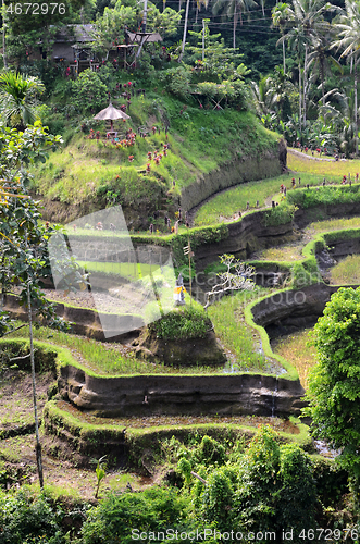 Image of Tegalalang rice terraces in Ubud, Bali