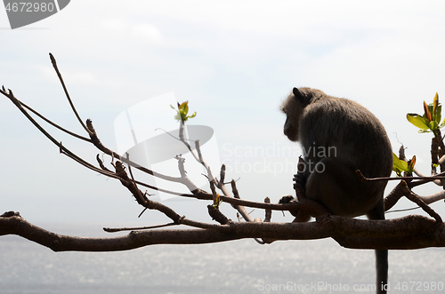 Image of Monkey on tree on summer day