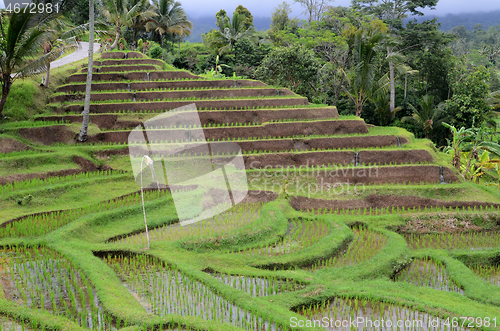 Image of Jatiluwih rice terrace in Ubud, Bali