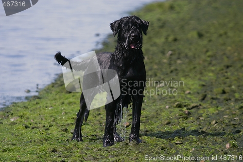 Image of Wet dog