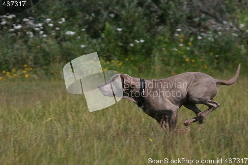 Image of Dog running