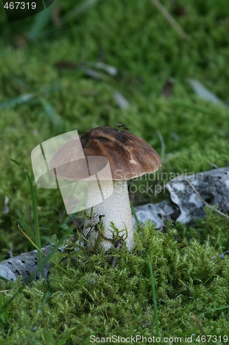 Image of Mushroom