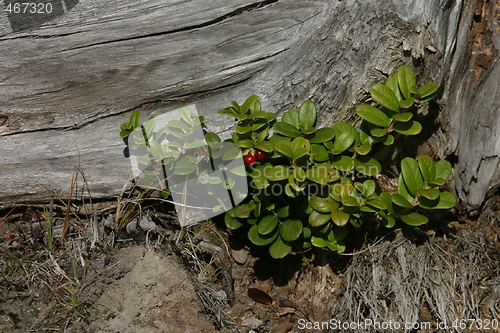 Image of Lingonberry