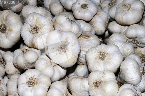 Image of Garlic