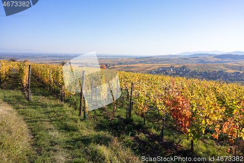 Image of a view over a vineyard at Alsace France in autumn light