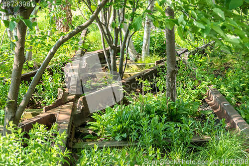 Image of overgrown tracks with bushes and trees