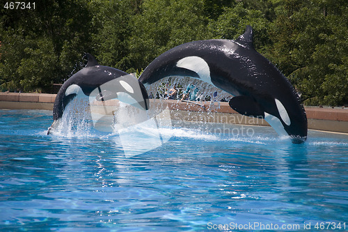 Image of mother and baby whale breaching