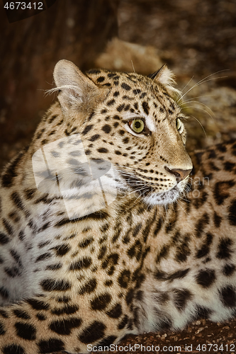 Image of Leopard (Panthera Pardus)