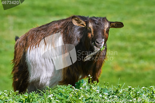 Image of Goat Eating Grass