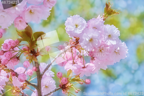 Image of Blossom of Sour Cherry