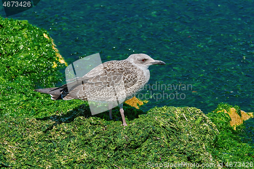 Image of Nestling of Seagull 