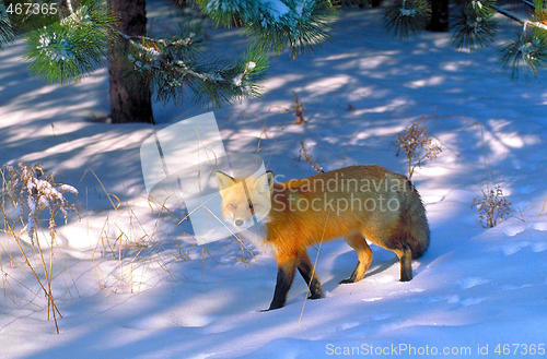 Image of red fox in killarney