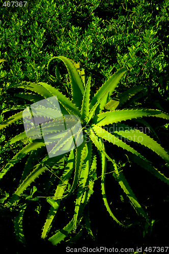 Image of ALOE VERA