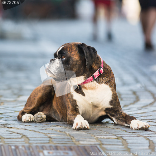 Image of Beautiful german boxer dog wearing red collar, lying outdoors on the street