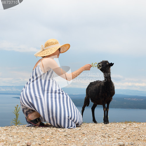 Image of Young attractive female traveler wearing striped summer dress and straw hat squatting, feeding and petting black sheep while traveling Adriatic coast of Croatia