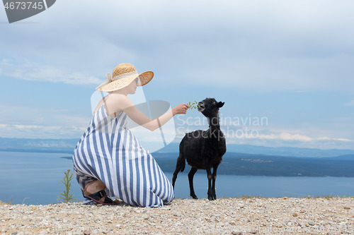 Image of Young attractive female traveler wearing striped summer dress and straw hat squatting, feeding and petting black sheep while traveling Adriatic coast of Croatia