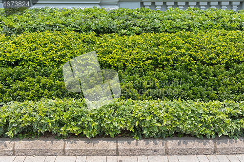 Image of Plants and Bush