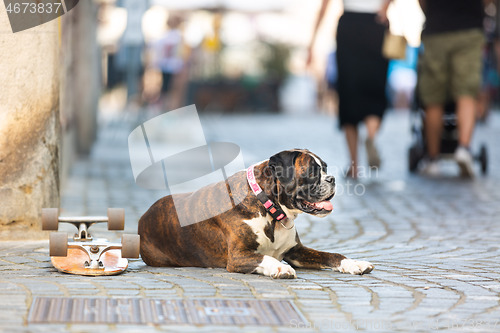 Image of Beautiful german boxer dog wearing red collar, lying outdoors on the street guarding his owner\'s skateboard