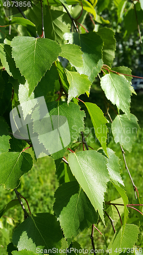 Image of Beautiful branch of a spring birch