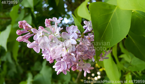 Image of Beautiful blossoming lilac flowers