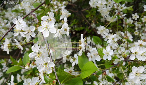 Image of Beautiful branch of spring blooming cherry tree