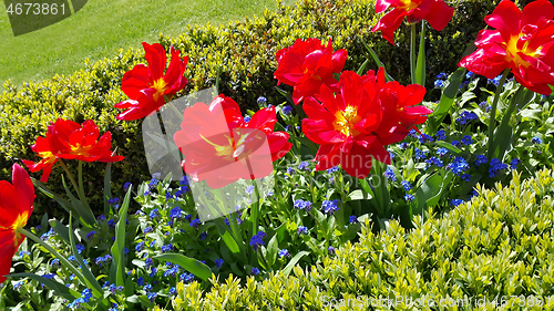 Image of Beautiful Tulips and Forget Me Not flowers