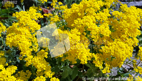 Image of Beautiful bright yellow flowers 