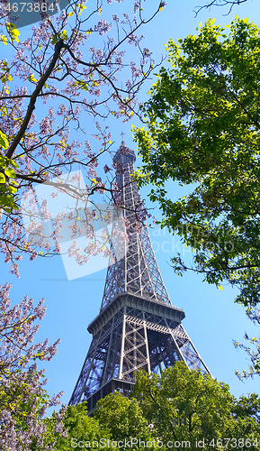 Image of Eiffel Tower on blue sky background with beautiful blooming tree