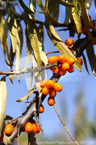 Image of Branches of sea buckthorn