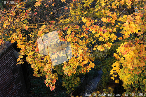 Image of Foliage of bright yellow autumn maple tree